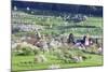 Cherry Blossom in the Eggenen Valley Near Obereggen-Marcus-Mounted Photographic Print
