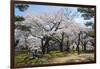 Cherry blossom in the Hakodate Park, Hakodate, Hokkaido, Japan, Asia-Michael Runkel-Framed Photographic Print