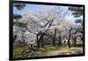 Cherry blossom in the Hakodate Park, Hakodate, Hokkaido, Japan, Asia-Michael Runkel-Framed Photographic Print