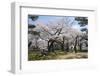 Cherry blossom in the Hakodate Park, Hakodate, Hokkaido, Japan, Asia-Michael Runkel-Framed Photographic Print