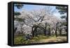 Cherry blossom in the Hakodate Park, Hakodate, Hokkaido, Japan, Asia-Michael Runkel-Framed Stretched Canvas