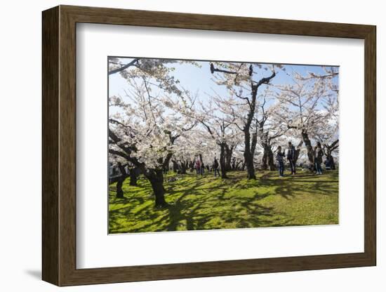 Cherry blossom in the Hakodate Park, Hakodate, Hokkaido, Japan, Asia-Michael Runkel-Framed Photographic Print