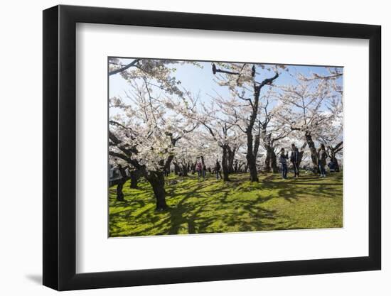 Cherry blossom in the Hakodate Park, Hakodate, Hokkaido, Japan, Asia-Michael Runkel-Framed Photographic Print