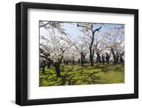 Cherry blossom in the Hakodate Park, Hakodate, Hokkaido, Japan, Asia-Michael Runkel-Framed Photographic Print