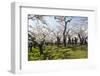 Cherry blossom in the Hakodate Park, Hakodate, Hokkaido, Japan, Asia-Michael Runkel-Framed Photographic Print