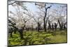 Cherry blossom in the Hakodate Park, Hakodate, Hokkaido, Japan, Asia-Michael Runkel-Mounted Photographic Print