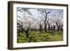 Cherry blossom in the Hakodate Park, Hakodate, Hokkaido, Japan, Asia-Michael Runkel-Framed Photographic Print