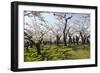 Cherry blossom in the Hakodate Park, Hakodate, Hokkaido, Japan, Asia-Michael Runkel-Framed Photographic Print