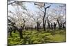 Cherry blossom in the Hakodate Park, Hakodate, Hokkaido, Japan, Asia-Michael Runkel-Mounted Photographic Print