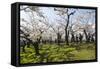 Cherry blossom in the Hakodate Park, Hakodate, Hokkaido, Japan, Asia-Michael Runkel-Framed Stretched Canvas