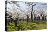 Cherry blossom in the Hakodate Park, Hakodate, Hokkaido, Japan, Asia-Michael Runkel-Stretched Canvas