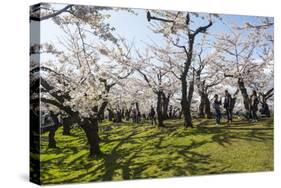 Cherry blossom in the Hakodate Park, Hakodate, Hokkaido, Japan, Asia-Michael Runkel-Stretched Canvas