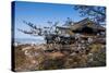 Cherry Blossom in the Kiyomizu-Dera Buddhist Temple, UNESCO World Heritage Site, Kyoto, Japan, Asia-Michael Runkel-Stretched Canvas