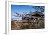 Cherry Blossom in the Kiyomizu-Dera Buddhist Temple, UNESCO World Heritage Site, Kyoto, Japan, Asia-Michael Runkel-Framed Photographic Print