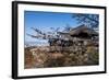 Cherry Blossom in the Kiyomizu-Dera Buddhist Temple, UNESCO World Heritage Site, Kyoto, Japan, Asia-Michael Runkel-Framed Photographic Print