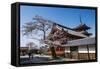 Cherry Blossom in the Kiyomizu-Dera Buddhist Temple, UNESCO World Heritage Site, Kyoto, Japan, Asia-Michael Runkel-Framed Stretched Canvas