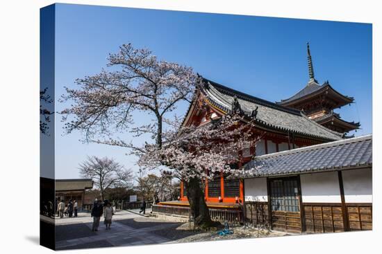Cherry Blossom in the Kiyomizu-Dera Buddhist Temple, UNESCO World Heritage Site, Kyoto, Japan, Asia-Michael Runkel-Stretched Canvas