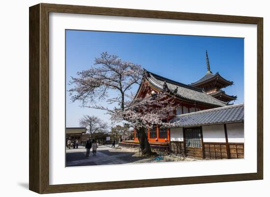 Cherry Blossom in the Kiyomizu-Dera Buddhist Temple, UNESCO World Heritage Site, Kyoto, Japan, Asia-Michael Runkel-Framed Photographic Print