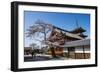 Cherry Blossom in the Kiyomizu-Dera Buddhist Temple, UNESCO World Heritage Site, Kyoto, Japan, Asia-Michael Runkel-Framed Photographic Print