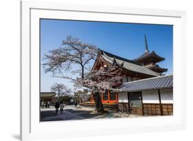 Cherry Blossom in the Kiyomizu-Dera Buddhist Temple, UNESCO World Heritage Site, Kyoto, Japan, Asia-Michael Runkel-Framed Photographic Print