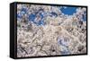 Cherry Blossom in the Maruyama-Koen Park, Kyoto, Japan, Asia-Michael Runkel-Framed Stretched Canvas