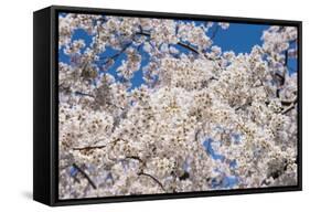 Cherry Blossom in the Maruyama-Koen Park, Kyoto, Japan, Asia-Michael Runkel-Framed Stretched Canvas