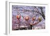 Cherry Blossom in the Maruyama-Koen Park, UNESCO World Heritage Sight Kyoto, Japan-Michael Runkel-Framed Photographic Print