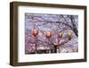 Cherry Blossom in the Maruyama-Koen Park, UNESCO World Heritage Sight Kyoto, Japan-Michael Runkel-Framed Photographic Print