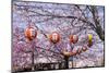 Cherry Blossom in the Maruyama-Koen Park, UNESCO World Heritage Sight Kyoto, Japan-Michael Runkel-Mounted Photographic Print