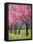 Cherry Blossom in the Meadow, 2022 (Acrylic)-Ann Oram-Framed Stretched Canvas