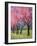 Cherry Blossom in the Meadow, 2022 (Acrylic)-Ann Oram-Framed Giclee Print