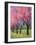 Cherry Blossom in the Meadow, 2022 (Acrylic)-Ann Oram-Framed Giclee Print
