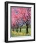 Cherry Blossom in the Meadow, 2022 (Acrylic)-Ann Oram-Framed Giclee Print