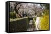 Cherry Blossom in the Philosopher's Walk, Kyoto, Japan, Asia-Michael Runkel-Framed Stretched Canvas