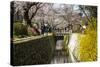 Cherry Blossom in the Philosopher's Walk, Kyoto, Japan, Asia-Michael Runkel-Stretched Canvas