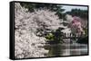 Cherry Blossom in the Shinjuku-Gyoen Park, Tokyo, Japan, Asia-Michael Runkel-Framed Stretched Canvas