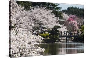 Cherry Blossom in the Shinjuku-Gyoen Park, Tokyo, Japan, Asia-Michael Runkel-Stretched Canvas