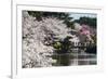 Cherry Blossom in the Shinjuku-Gyoen Park, Tokyo, Japan, Asia-Michael Runkel-Framed Photographic Print