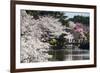 Cherry Blossom in the Shinjuku-Gyoen Park, Tokyo, Japan, Asia-Michael Runkel-Framed Photographic Print