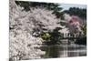 Cherry Blossom in the Shinjuku-Gyoen Park, Tokyo, Japan, Asia-Michael Runkel-Mounted Photographic Print