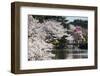 Cherry Blossom in the Shinjuku-Gyoen Park, Tokyo, Japan, Asia-Michael Runkel-Framed Photographic Print