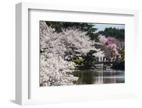 Cherry Blossom in the Shinjuku-Gyoen Park, Tokyo, Japan, Asia-Michael Runkel-Framed Photographic Print