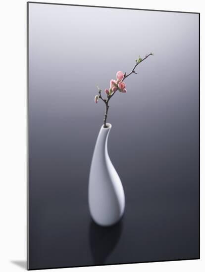 Cherry blossom in vase-John Smith-Mounted Premium Photographic Print