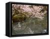 Cherry Blossom, Kenrokuen Garden, Kanazawa City, Ishigawa Prefecture, Honshu Island, Japan-Christian Kober-Framed Stretched Canvas