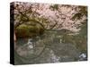 Cherry Blossom, Kenrokuen Garden, Kanazawa City, Ishigawa Prefecture, Honshu Island, Japan-Christian Kober-Stretched Canvas