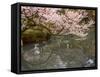 Cherry Blossom, Kenrokuen Garden, Kanazawa City, Ishigawa Prefecture, Honshu Island, Japan-Christian Kober-Framed Stretched Canvas