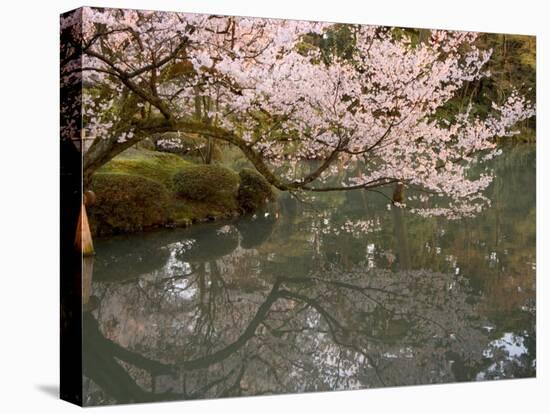 Cherry Blossom, Kenrokuen Garden, Kanazawa City, Ishigawa Prefecture, Honshu Island, Japan-Christian Kober-Stretched Canvas