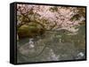 Cherry Blossom, Kenrokuen Garden, Kanazawa City, Ishigawa Prefecture, Honshu Island, Japan-Christian Kober-Framed Stretched Canvas