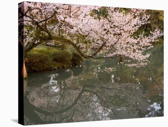 Cherry Blossom, Kenrokuen Garden, Kanazawa City, Ishigawa Prefecture, Honshu Island, Japan-Christian Kober-Stretched Canvas