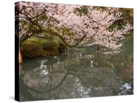 Cherry Blossom, Kenrokuen Garden, Kanazawa City, Ishigawa Prefecture, Honshu Island, Japan-Christian Kober-Stretched Canvas
